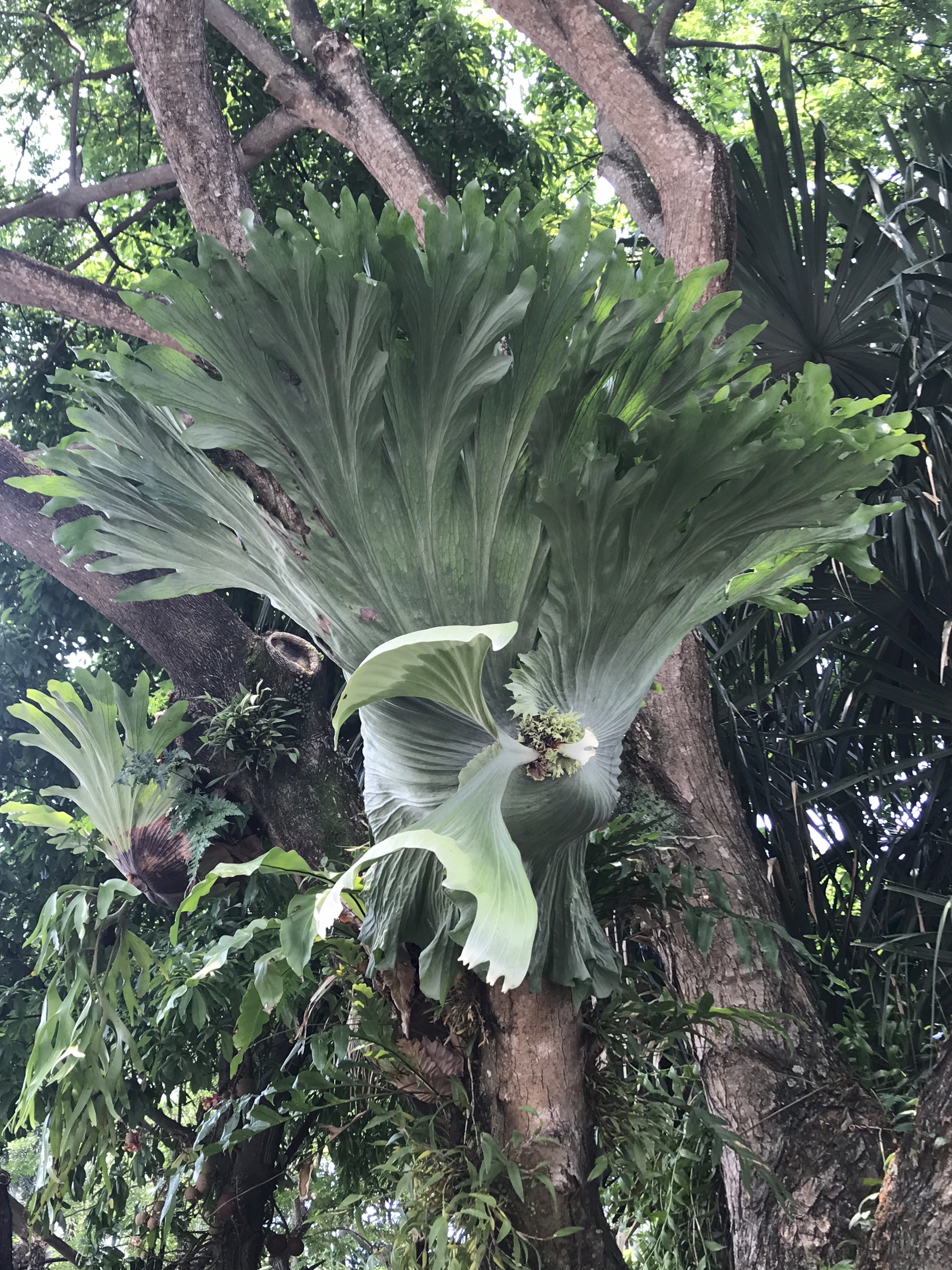 Platycerium hillii x wandae variegata ビカクシダ 斑入り 【お得，新作】